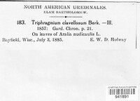 Triphragmium clavellosum image